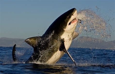 About Us 🎖️ | Great White Shark Cage Diving Cape Town