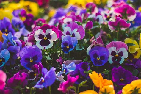 Pansies: planting & flowering time - Plantura