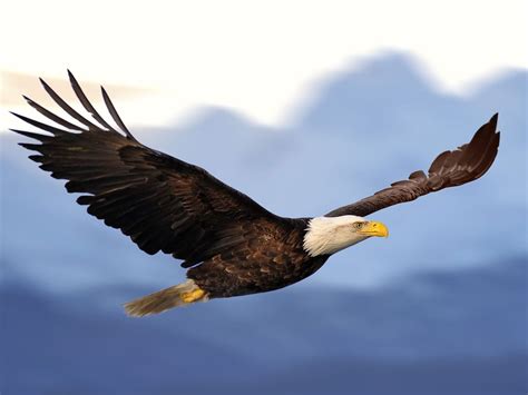 meaning of eagle spirit animal