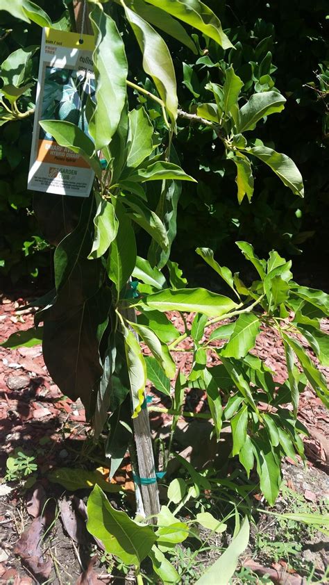 pruning young avocado trees in Pruning Fruit Trees - Garden.org