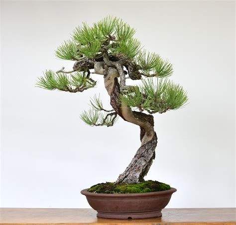 pruning white pine bonsai