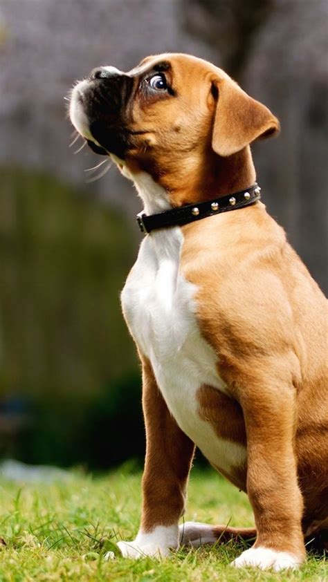 Top 5 Most Affectionate Dog Breeds Breed#01 Boxer The Boxer is a medium-sized, short-haired ...