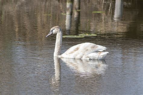 Swan Bird Swim - Free photo on Pixabay - Pixabay