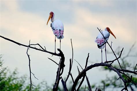 Bharatpur Bird Sanctuary Timings, Ticket, Photos, Entry Fee