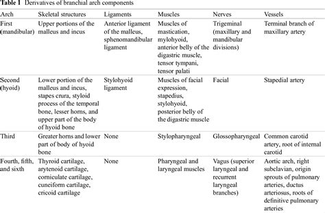 [PDF] First Branchial ( Pharyngeal ) Apparatus | Semantic Scholar