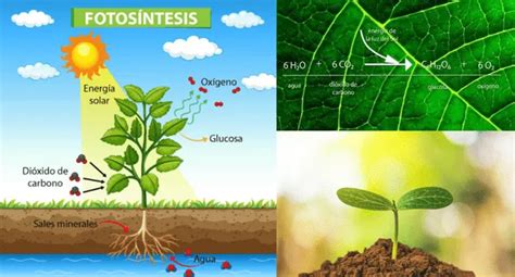 ¿Cuál es el proceso de la fotosíntesis de las plantas? | El Popular