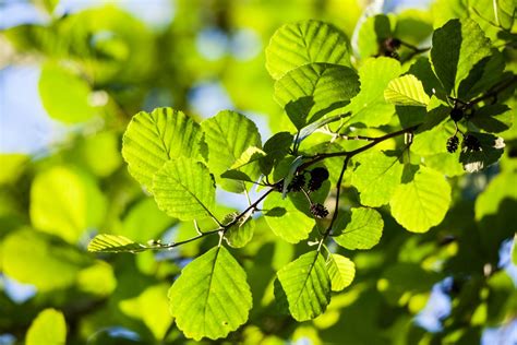 The Alder Tree - Identify, Grow, And Care For Alder Trees