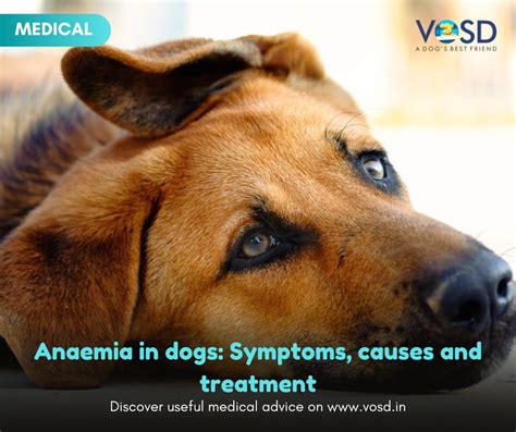 Understanding Anaemia in Dogs: Symptoms, Causes, and Treatment Options – VOSD