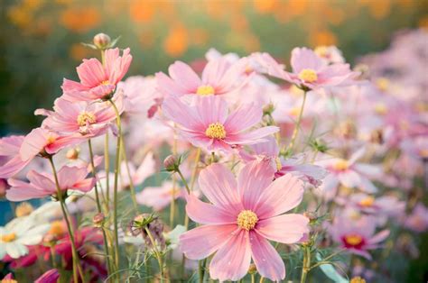 Cosmos Flower Meaning: What Makes This Flower So Special?