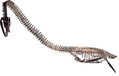 10 Facts About Elasmosaurus, Ancient Marine Reptile