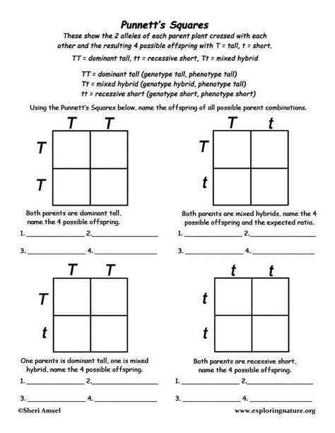 Mendel Worksheet For 5th Grade