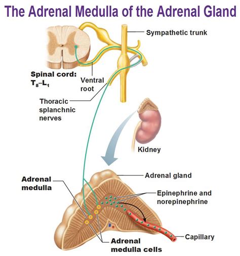 the adrenal medulla of the adrenal gland epinephrine norepinephrine splanchic nerves | Autonomic ...