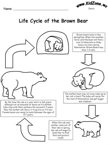 Life Cycle - American Black Bear