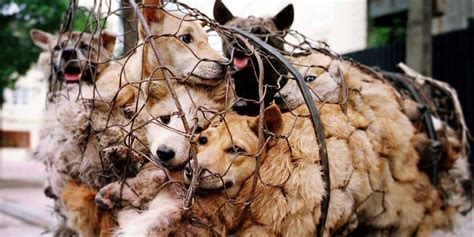 Why China's Yulin dog meat festival is a wake-up call to the world | Animals Australia