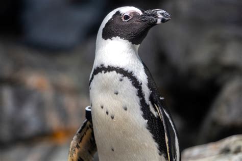 Meet our penguins | Animals | Monterey Bay Aquarium