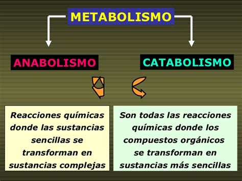 CONCEPTO DE CATABOLISMO Y ANABOLISMO PDF