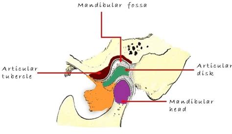 Articular Eminence