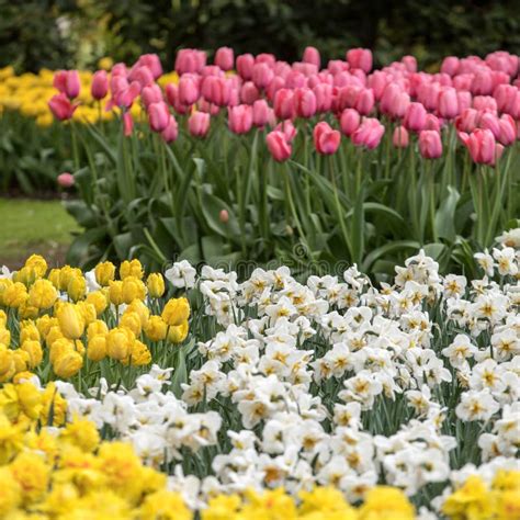 Colorful Tulips And Daffodils Blooming In A Garden Stock Image - Image ...