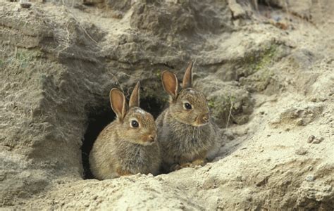 How deep is the average rabbit burrow? - Shooting UK