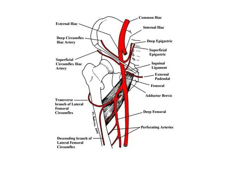 External iliac artery | Arteries, Anatomy and physiology, Anatomy