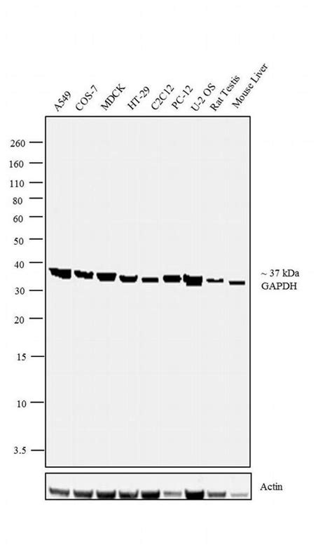 GAPDH Polyclonal Antibody (PA1-988)