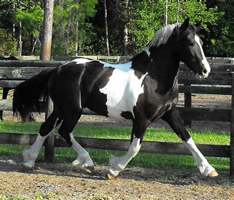 Friesian Sporthorse Info, Origin, History, Pictures