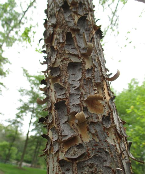 Ornamental Bark on Deciduous Trees in the Midwest - Fine Gardening