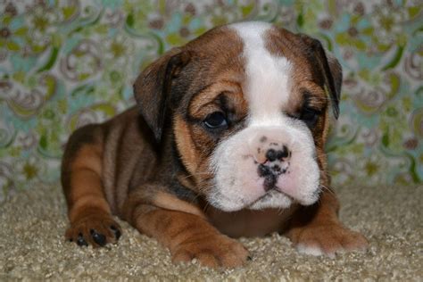 bulldog | Bulldog puppies, English bulldog puppies, Puppies