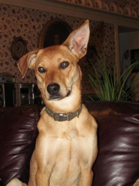 Meet SUZU, a Young Carolina Dog-German Shepherd Mix | Ellington, CT Patch