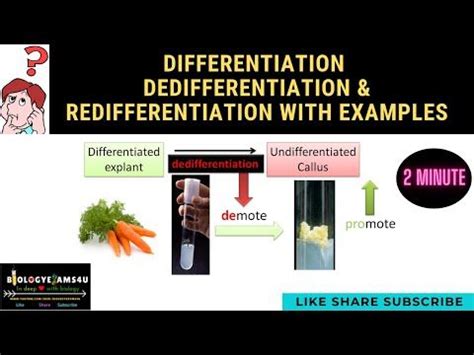 Difference between Differentiation, Dedifferentiation ...