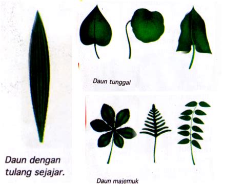 Pendidikan Dan Pembelajaran: Daun