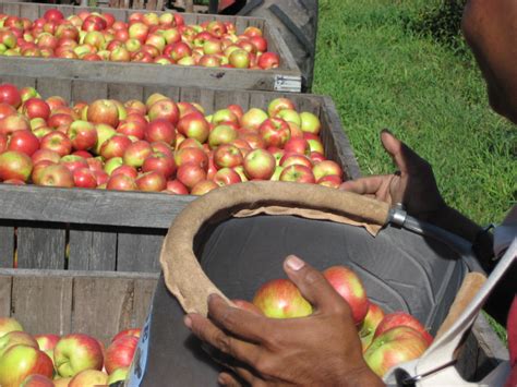 Pine Tree Apple Orchard | Apples