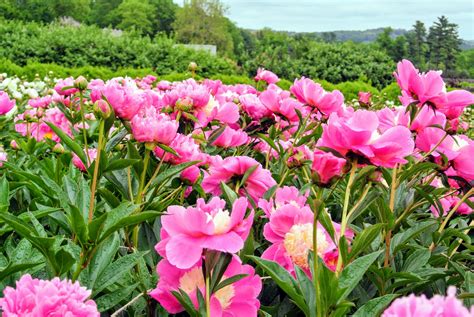 My Herbaceous Peony Garden - The Martha Stewart Blog