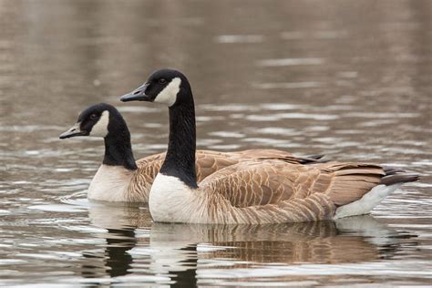 Cooking Goose Meat - How to Cook a Goose | Hank Shaw