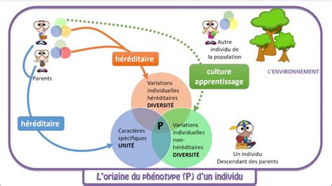 Le phénotype: diversité des individus d'une population - YouTube