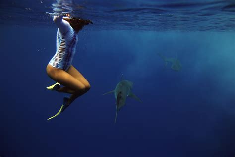 What it's really like to swim with sharks (without a cage) on Oahu's ...