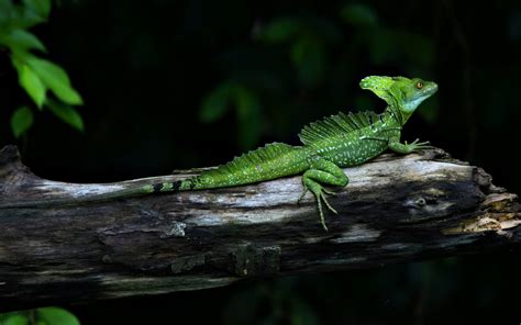 Green Basilisk Lizard wallpaper | 1920x1200 | #13296