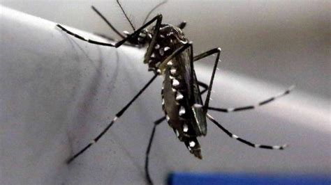 Gambar Jentik Nyamuk Aedes Aegypti