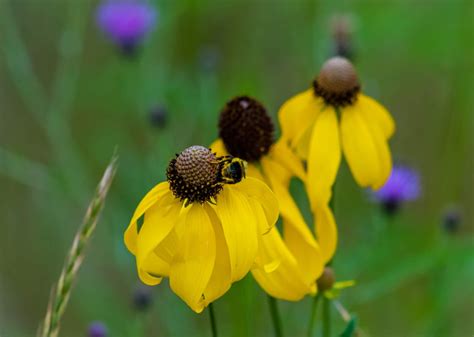 Yellow Coneflowers