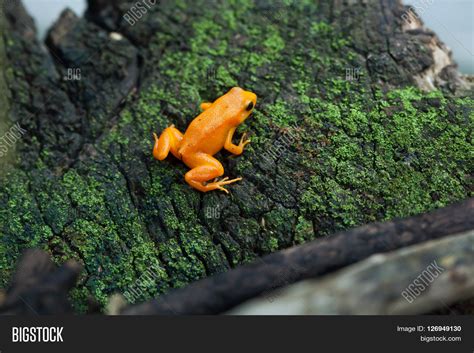 Golden Mantella ( Image & Photo (Free Trial) | Bigstock