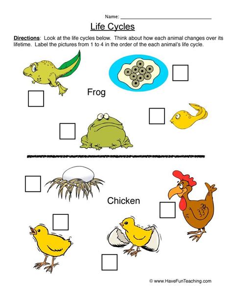 Animal Life Cycle Worksheets