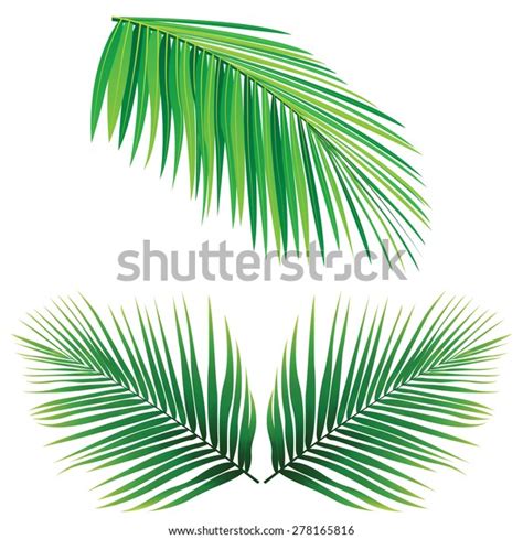 Coconut Leaf Vector Stock Vector (Royalty Free) 278165816