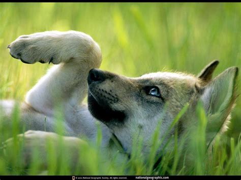 Cute Wolf Puppy Wallpapers - Top Free Cute Wolf Puppy Backgrounds ...