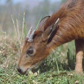 young himalayan goral (naemorhedus goral), manipur, india. Stock Photo 4141-50722 : Superstock ...