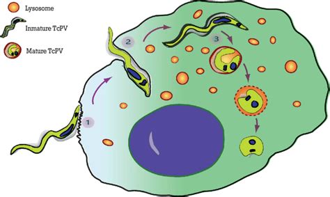 The three steps of the T. cruzi invasion. The scheme summarizes the... | Download Scientific Diagram