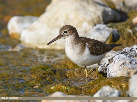 Common Sandpiper | Audubon Field Guide