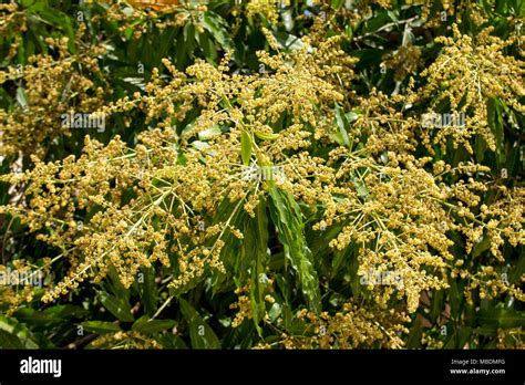 Mango tree flower hi-res stock photography and images - Alamy