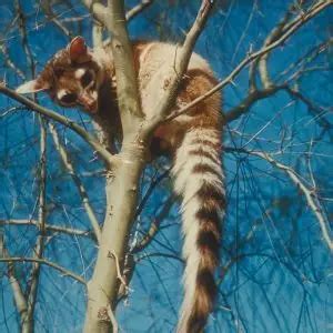 Ringtail - Facts, Diet, Habitat & Pictures on Animalia.bio