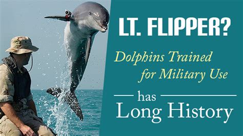 Lt. Flipper? Dolphins Trained For Military Use Has Long History