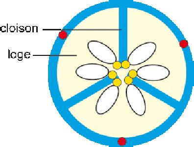 La placentation